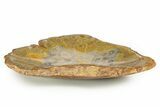 Polished Fossil Coral (Actinocyathus) Dish - Morocco #323048-1